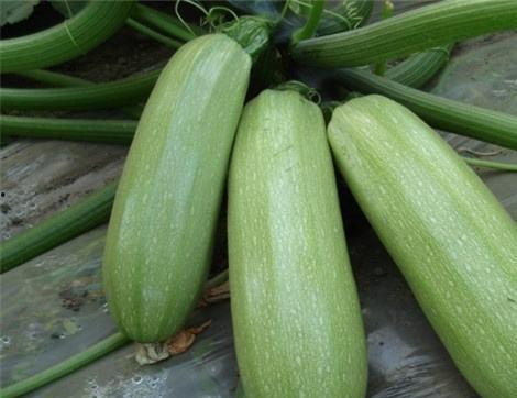 痛风哪些瓜可以吃,痛风患者适宜食用的瓜类指南