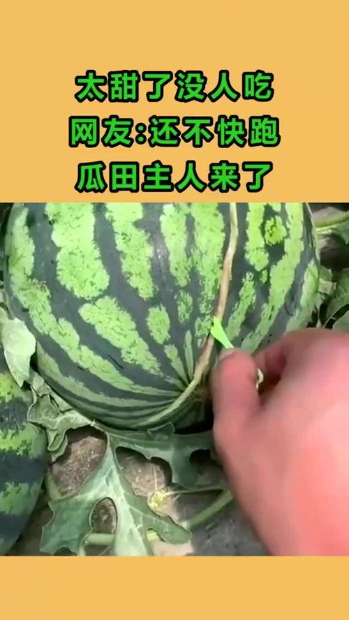 在线吃瓜好甜,甜蜜滋味尽在其中