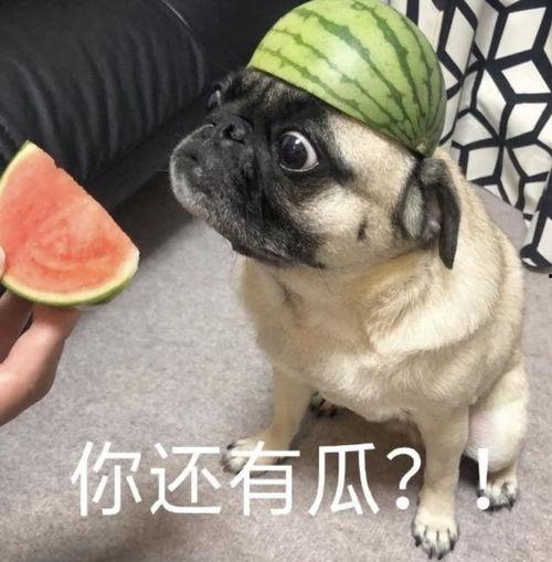 吃闪光瓜表情包,网络潮流中的欢乐源泉
