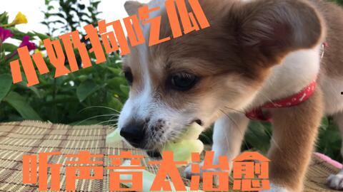 人与狗一起吃瓜,一起吃瓜的温馨瞬间