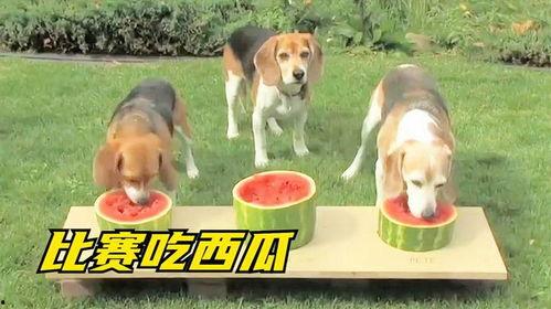 人与狗一起吃瓜,一起吃瓜的温馨瞬间