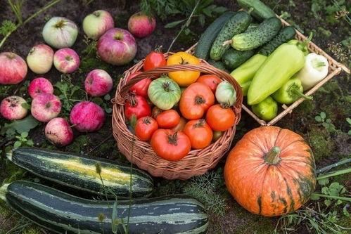 吃瓜吃坏身体,揭秘吃瓜过度对身体健康的潜在危害