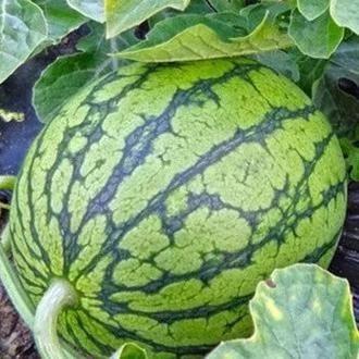 吃瓜超,网络红人的崛起与影响力