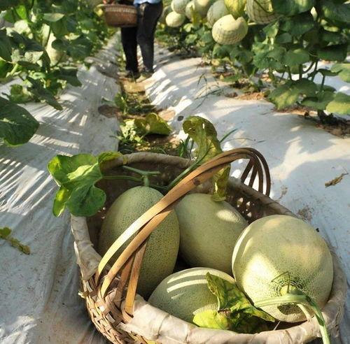 哈密瓜手抓着吃,尽享夏日清新美味