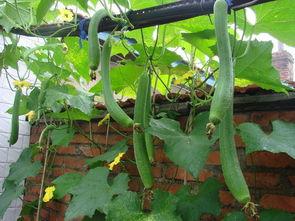 黄瓜能和瓠瓜一起吃吗,黄瓜与瓠瓜的搭配食用探讨