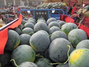 大热天开始吃瓜,瓜果飘香——炎炎夏日里的消暑美食之旅