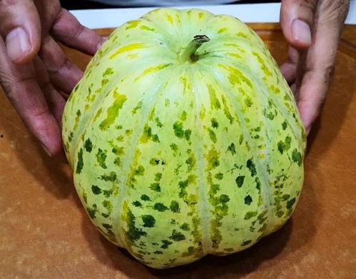 吃瓜有药,揭秘“吃瓜有药”的神奇功效