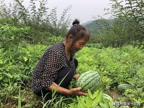 hlj吃瓜永不迷路,永不迷路，轻松解锁娱乐圈热点