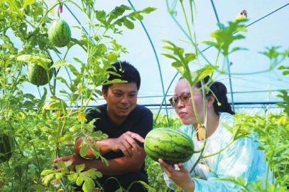 齐鲁融媒吃红瓜,探寻传统美食新风尚