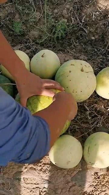 吃瓜拉籽,揭秘吃瓜拉籽的奇妙之旅