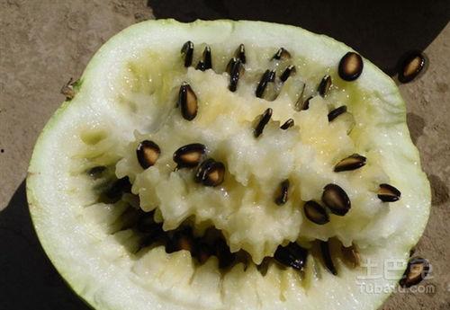 产妇吃籽瓜,营养美味两不误