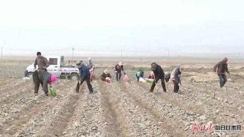 产妇吃籽瓜,营养美味两不误