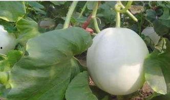 新冠吃白兰瓜,白兰瓜助力康复之旅