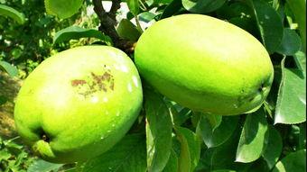 古代吃瓜系统,揭秘古代社交圈中的“瓜田李下”现象