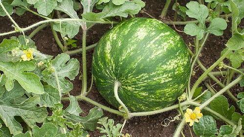 半夜吃的瓜,揭秘娱乐圈那些不为人知的幕后故事