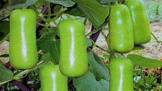 印度女人吃蒲瓜的功效,神奇美容与养生功效揭秘