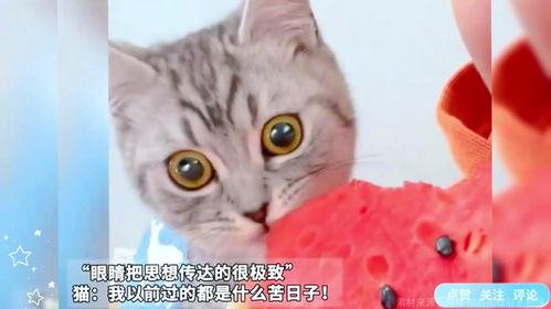 猫咪可以吃瓜么,瓜类水果的适宜程度与注意事项