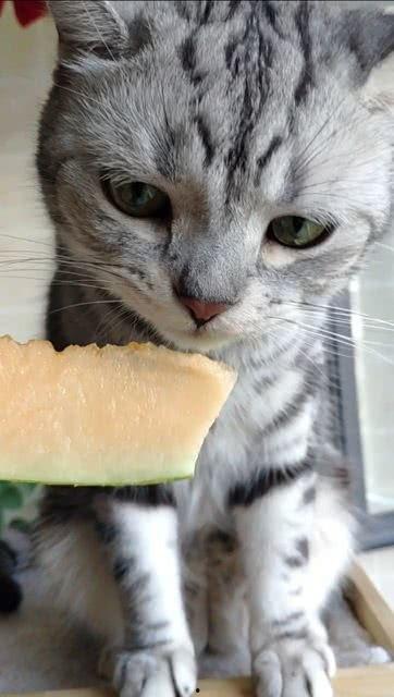 猫咪可以吃瓜么,瓜类水果的适宜程度与注意事项