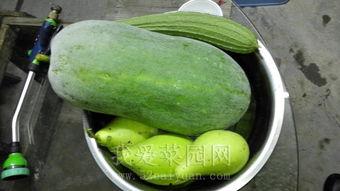 什么瓜能当菜吃,揭秘哪些瓜能成为餐桌上的美味佳肴