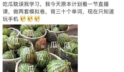 邦瓜怎么吃,探索美味与营养的完美融合