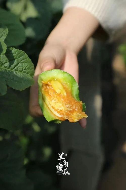 羊角瓜的皮可以吃吗,可食用之谜揭秘