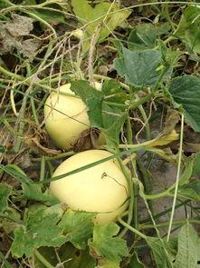 羊角瓜的皮可以吃吗,可食用之谜揭秘