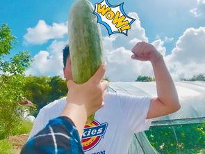 全网吃瓜网红,揭秘娱乐圈幕后故事