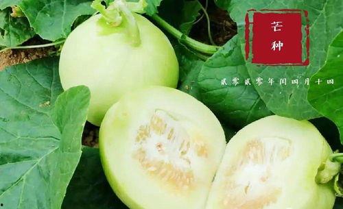 汝州翰林居吃瓜