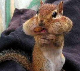 小松鼠吃瓜故事,小松鼠的甜蜜瓜果之旅