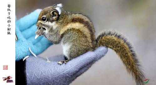 小松鼠吃瓜故事,小松鼠的甜蜜瓜果之旅
