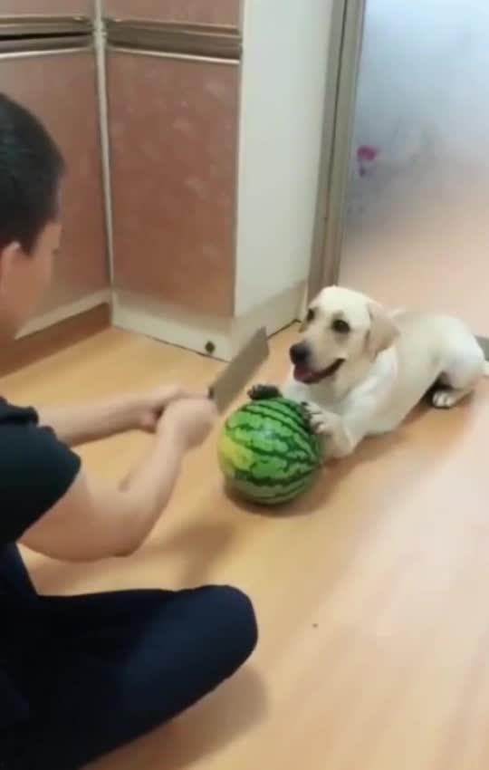 吃瓜被吓到了,吃瓜群众意外遭遇惊悚瞬间