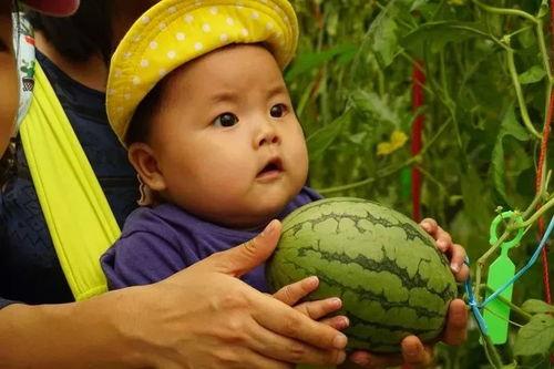 各类吃瓜群,网络社交的趣味与争议