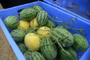 各类吃瓜群,网络社交的趣味与争议