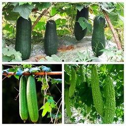 秋季吃瓜的禁忌,揭秘秋季吃瓜的注意事项