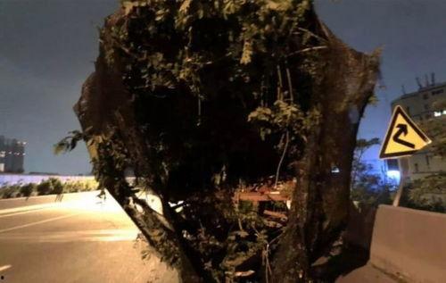 深圳南山吃瓜事故