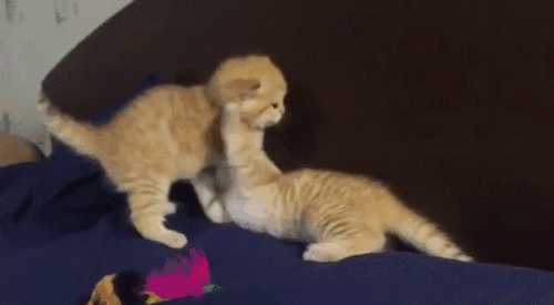 吃瓜热门奶凶,奶凶现象背后的社会心理解析