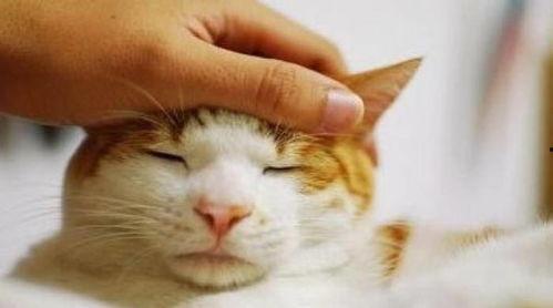 猫咪为啥吃瓜,揭秘瓜类对猫咪的诱惑