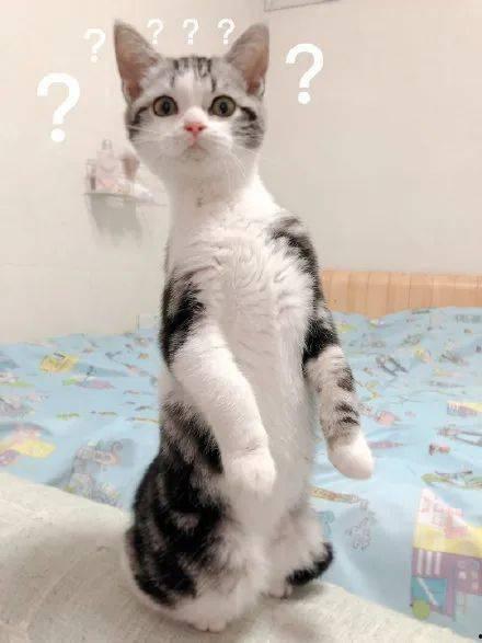 猫咪为啥吃瓜,揭秘瓜类对猫咪的诱惑