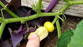 花野吃瓜,揭秘娱乐圈那些不为人知的幕后故事