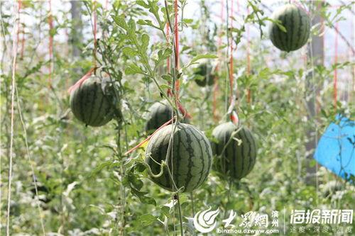 真正的吃瓜视频,一场网络狂欢的幕后真相