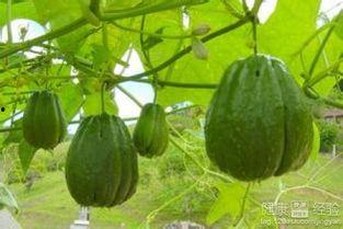 佛手瓜吃吐了,美味与不适的碰撞