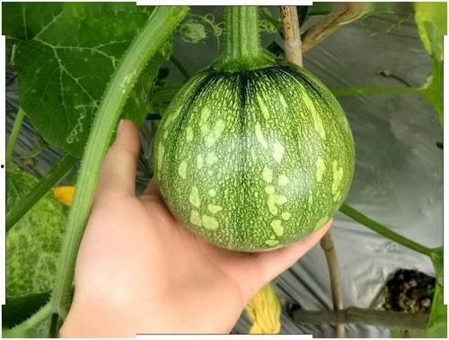 云南吃瓜韩婧格百度,探寻云南特色吃瓜文化