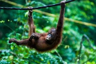 人猿吃瓜,揭秘原始人类饮食习惯的演变