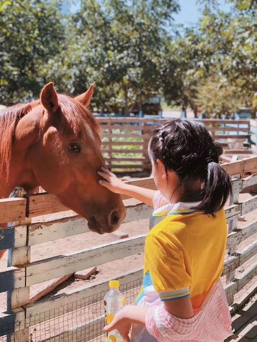 小马小马吃瓜吃俩