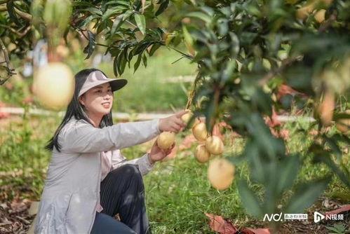 百色吃瓜,探寻当地特色美食之旅
