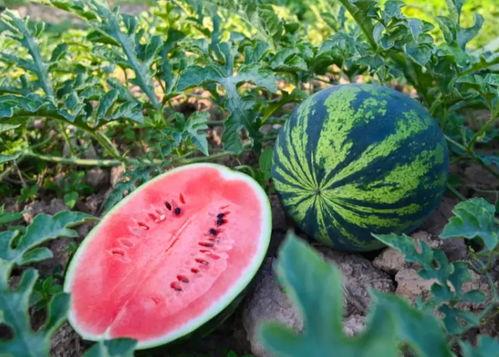 百色吃瓜,探寻当地特色美食之旅