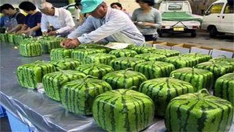 吃瓜有点麻 有点酸,吃瓜体验——麻酸交织的味蕾之旅