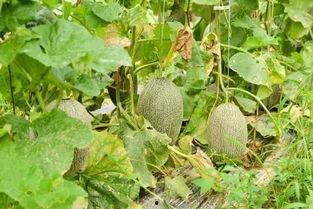 来姨妈可以吃哈密瓜买,哈密瓜的温补功效与美味享受”