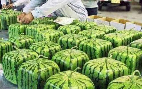 各网友吃瓜现状