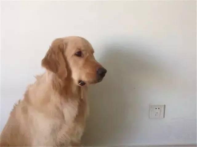 狗狗可以吃田瓜